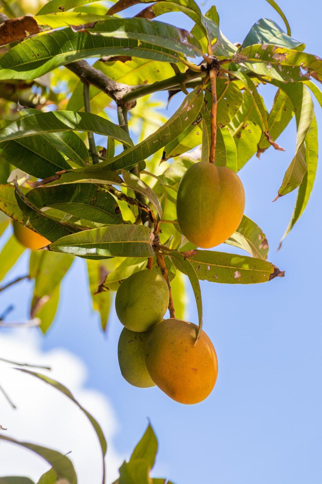 Amaris Mango Seafront Villa Granelli Εξωτερικό φωτογραφία